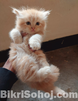 Kitten